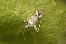 Attēlu rezultāti vaicājumam “Phytocoris tiliae”