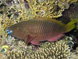 Image result for Scarus ferrugineus