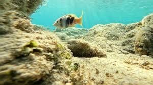 Image result for Serranus scriba