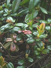 Attēlu rezultāti vaicājumam “Vaccinium vitis-idaea fruit”