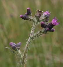 Attēlu rezultāti vaicājumam “Cirsium palustre flower”