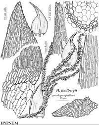 Attēlu rezultāti vaicājumam “Calliergonella lindbergii”