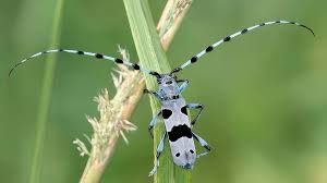 Attēlu rezultāti vaicājumam “Cerambycidae”