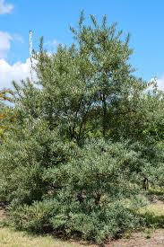 Attēlu rezultāti vaicājumam “Hippophae rhamnoides”