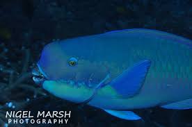 Image result for Chlorurus perspicillatus