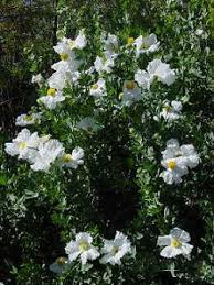 Image result for Romneya coulteri
