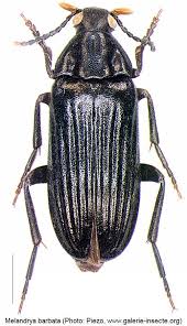 Attēlu rezultāti vaicājumam “Melandrya dubia”