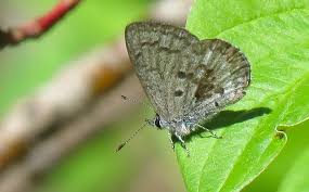 Attēlu rezultāti vaicājumam “Oeneis jutta underside”