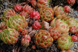 Attēlu rezultāti vaicājumam “Jovibarba globifera bud”