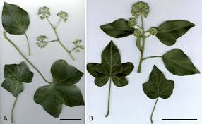 Attēlu rezultāti vaicājumam “Hedera helix  leaf”