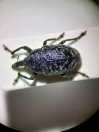 Attēlu rezultāti vaicājumam “Larinus sp.”