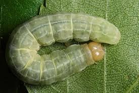 Attēlu rezultāti vaicājumam “Enargia paleacea”