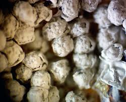 Attēlu rezultāti vaicājumam “Diderma cingulatum”