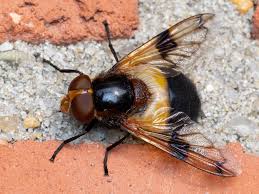 Attēlu rezultāti vaicājumam “Volucella pellucens”