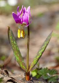 Attēlu rezultāti vaicājumam “Erythronium sibiricum”