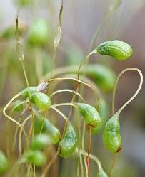 Attēlu rezultāti vaicājumam “Eurhynchium angustirete sporophyte”