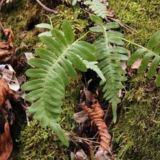 Attēlu rezultāti vaicājumam “Polypodium vulgare”
