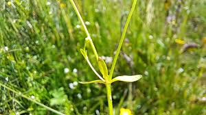 Attēlu rezultāti vaicājumam “Galium palustre leaf”