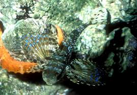 Image result for Dactylopterus volitans