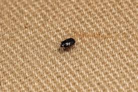 Attēlu rezultāti vaicājumam “Histeridae”