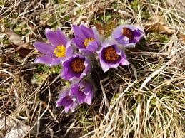 Image result for Kuhschelle