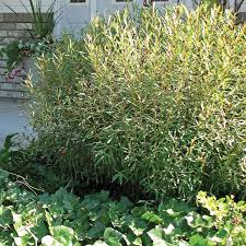 Attēlu rezultāti vaicājumam “Salix purpurea”