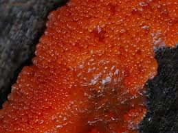 Attēlu rezultāti vaicājumam “Tubifera montana macro”