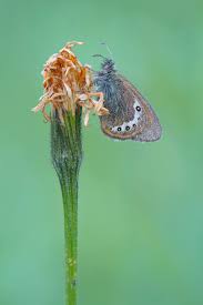 Attēlu rezultāti vaicājumam “Coenonympha hero underside”
