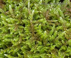 Attēlu rezultāti vaicājumam “Harpanthus flotovianus”