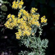 Attēlu rezultāti vaicājumam “Jacobaea vulgaris leaf”