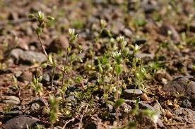 Attēlu rezultāti vaicājumam “Cerastium semidecandrum bud”