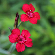 Attēlu rezultāti vaicājumam “Dianthus deltoides”