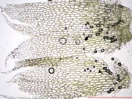 Attēlu rezultāti vaicājumam “Cephalozia connivens”