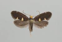 Attēlu rezultāti vaicājumam “Incurvariidae”