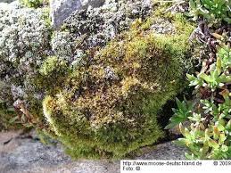 Attēlu rezultāti vaicājumam “Campylophyllum sommerfeltii”