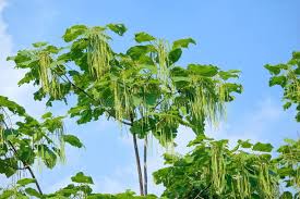 Attēlu rezultāti vaicājumam “Catalpa ovata fruit”