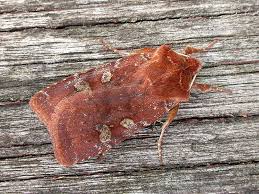 Attēlu rezultāti vaicājumam “Cerastis leucographa”