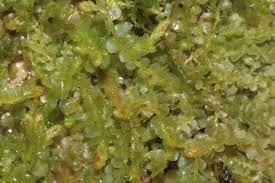 Attēlu rezultāti vaicājumam “Jamesoniella autumnalis sporophyte”