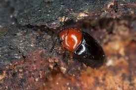 Attēlu rezultāti vaicājumam “Triplax russica”