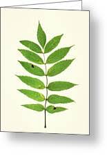 Attēlu rezultāti vaicājumam “Fraxinus excelsior leaf”