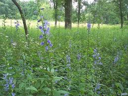 Image result for Campanula americana