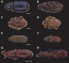 Attēlu rezultāti vaicājumam “Ptinus sp.”