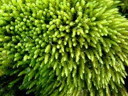 Attēlu rezultāti vaicājumam “Pohlia wahlenbergii”