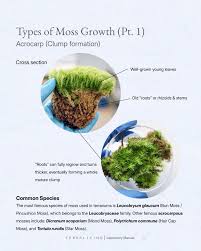 Attēlu rezultāti vaicājumam “Pleurocarpous mosses”