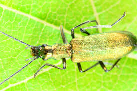 Attēlu rezultāti vaicājumam “Chrysanthia viridissima”