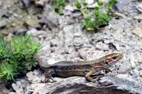 Attēlu rezultāti vaicājumam “Lacerta vivipara female”