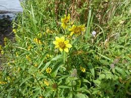 Attēlu rezultāti vaicājumam “Bidens cernua”