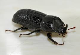 Attēlu rezultāti vaicājumam “Sinodendron cylindricum”