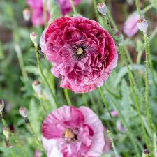 Image result for Papaver rhoeas 'Shirley'