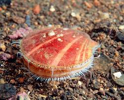 Image result for Placopecten magellanicus